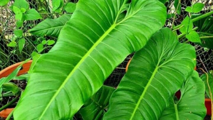 Philodendron Deflexum Plant Care —  In-depth Guide