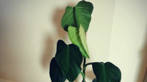 dosonii Philodendron Care - Best Tips!
