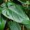 Philodendron erubescens Care – Blushing Philodendron Guide
