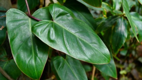 Philodendron Erubescens Care — Brilliant Planting Tips