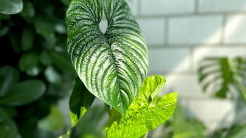 Philodendron Furcatum Care — All You Need to Know!