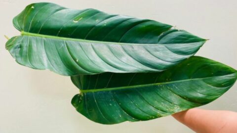 Lehmannii Philodendron Care - Great Tips!