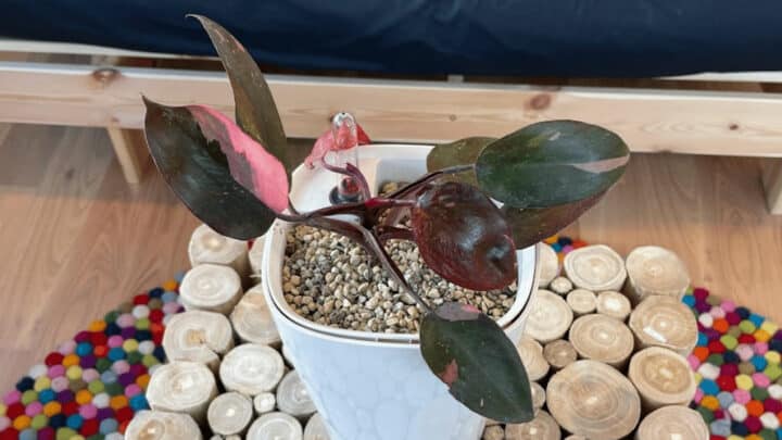 粉红公主Philodendron护理-一个室内植物生长指南