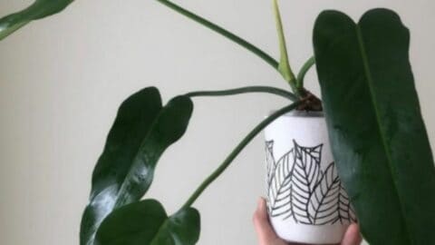 Philodendron Saggitifolium Plant Care — Top Guide
