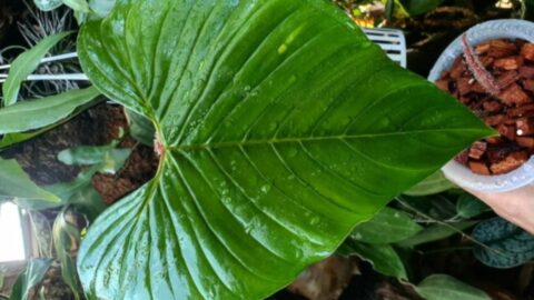 Philodendron Squamicaule Care — What You Should Know