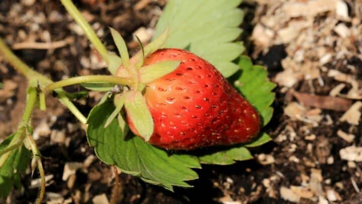 草莓生长需要多长时间?答案!