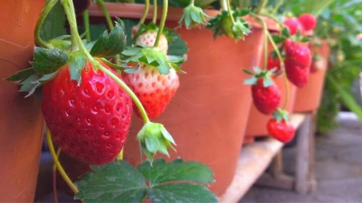 甜草莓植物护理-你需要知道的一切