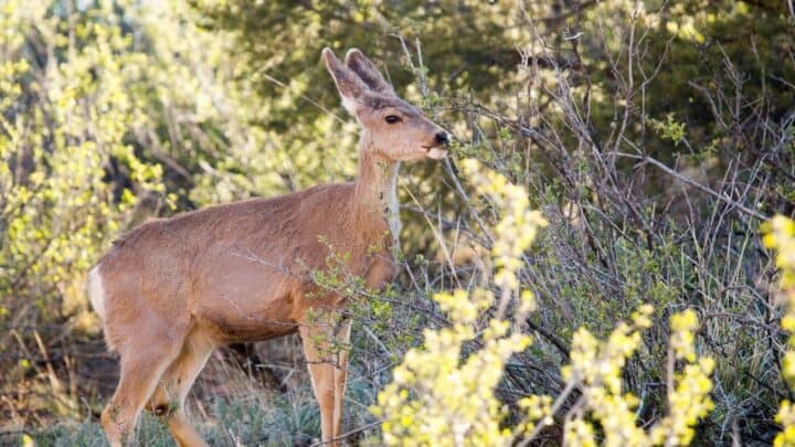 The Best Things to Plant for Deer — Interesting!