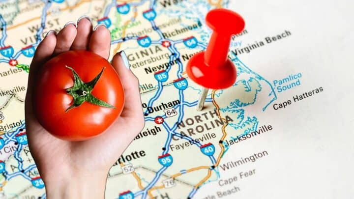 种植番茄的最佳时间在北卡罗莱纳-透露