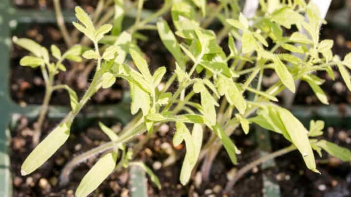 5 Most Common Reasons For Tomato Seedling Leaves Turning Yellow