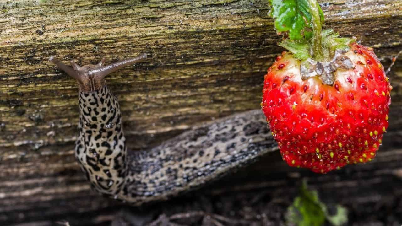 what-is-eating-my-strawberries-culprits-busted