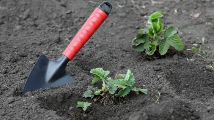 When to Fertilize Strawberries? The Answer!