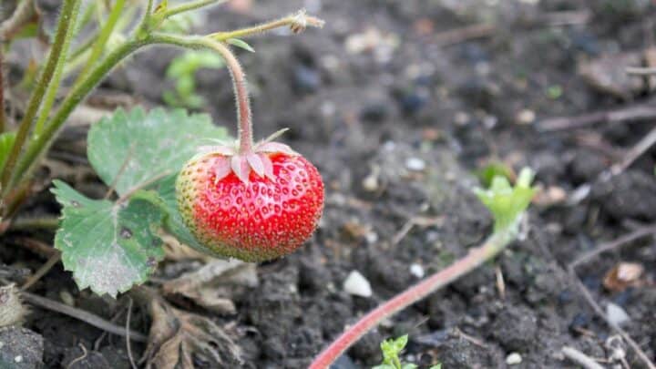 为什么我的草莓这么小?噢,不!
