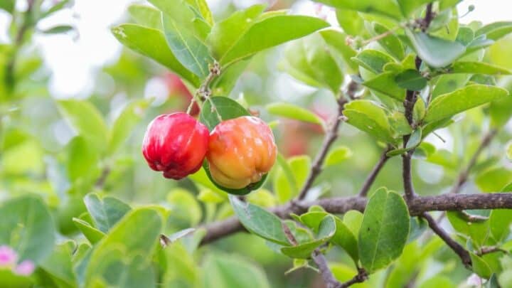Why Plants Produce Fruit – WOW! That’s Fascinating!