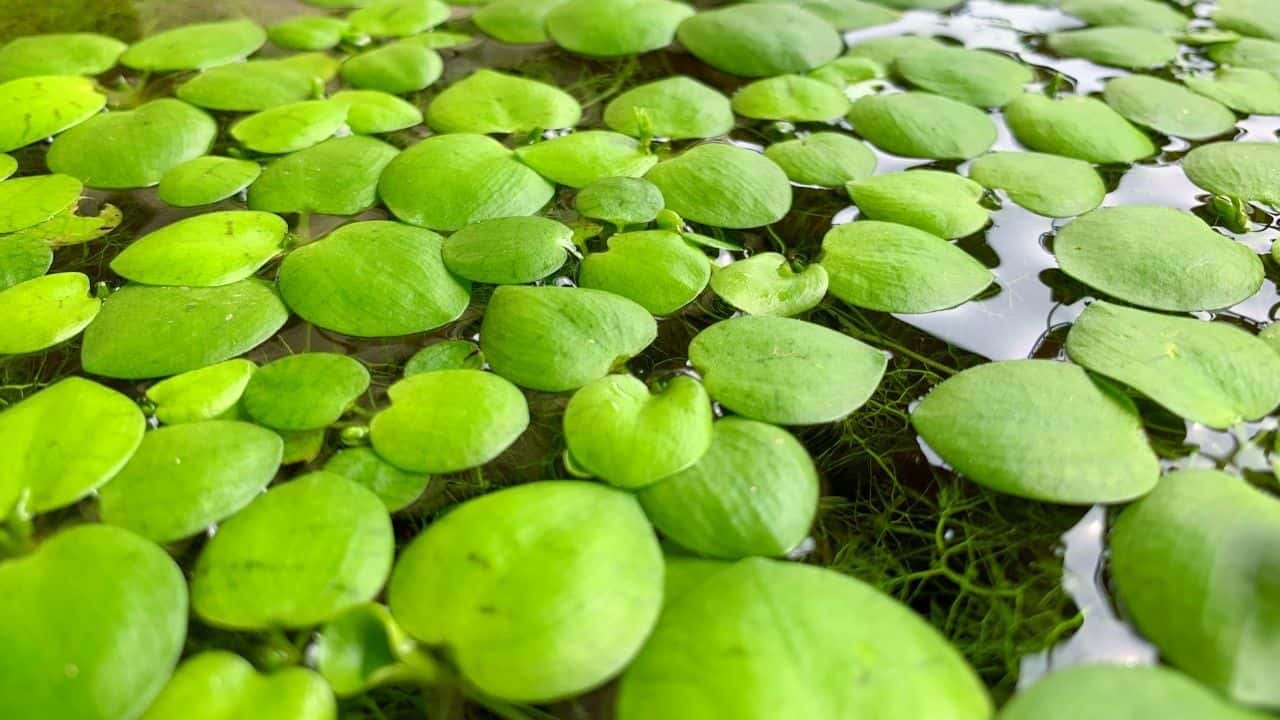 亚马逊Frogbit容易浮动水族馆植物188金宝慱亚洲体育