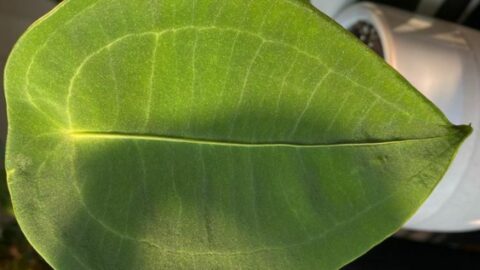 Anthurium Peltigerum Plant Care — Top Tips!