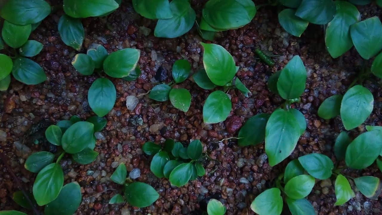 Anubias植物