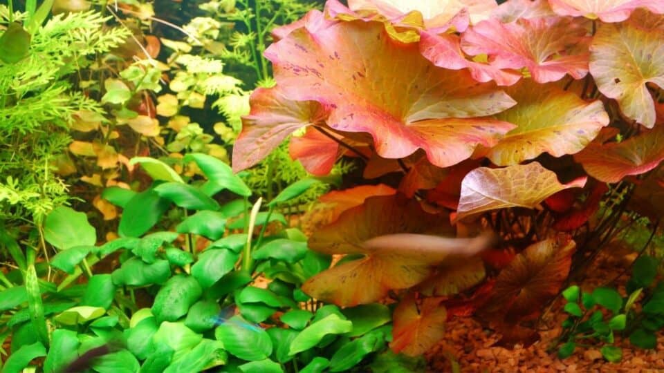 12-gorgeous-aquarium-plants-that-grow-in-gravel