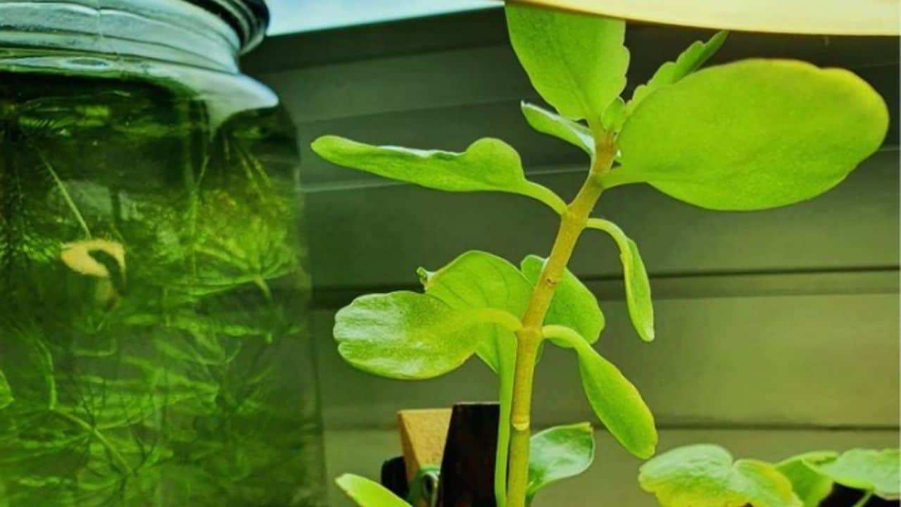 巴西Pennywort Best Fast Growing Aquarium Plants