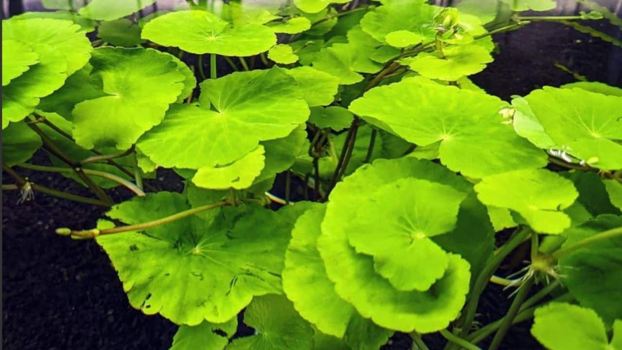 巴西草容易浮动水族馆植物188金宝慱亚洲体育