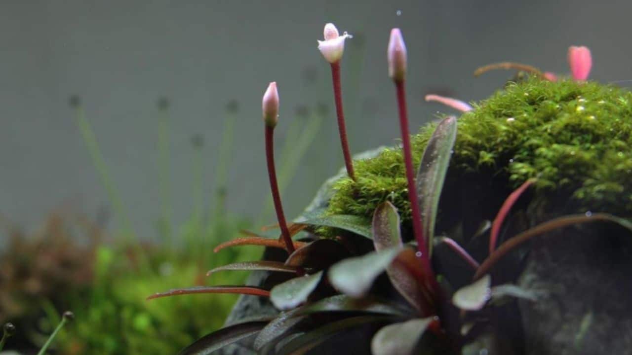 Bucephalandra Flower