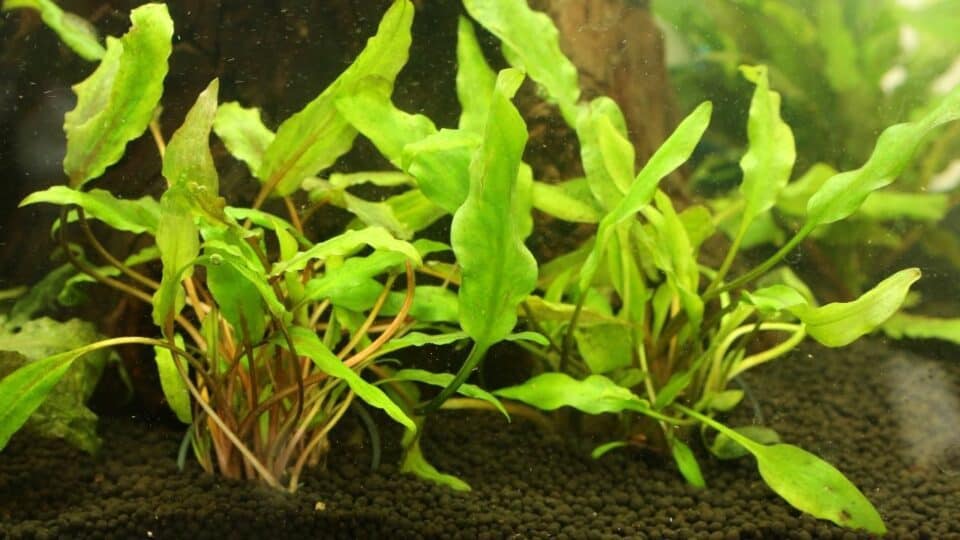 12 Gorgeous Aquarium Plants That Grow in Gravel