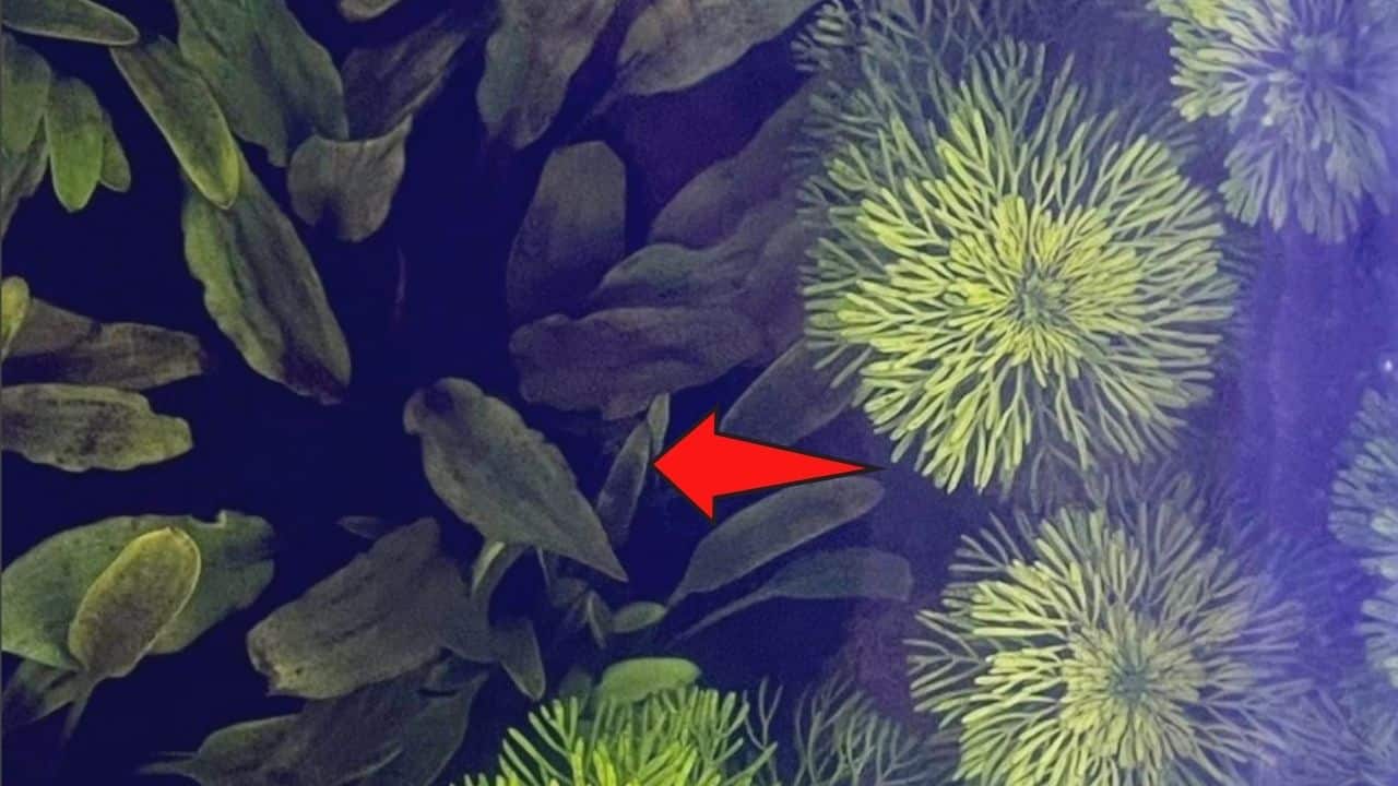 隐coryne Lutea最好的低维护水族馆植物188金宝慱亚洲体育