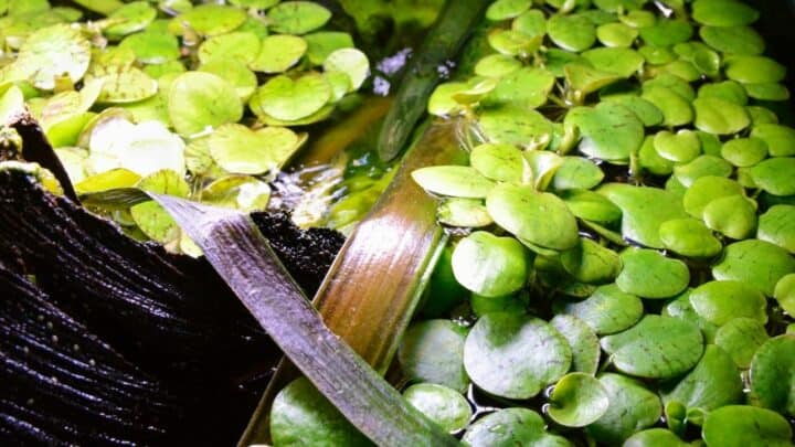 你应该种植10种容易漂浮的水族馆植物188金宝慱亚洲体育