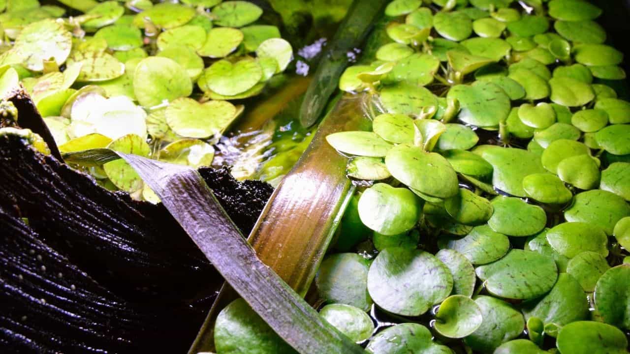 简易浮动水族植物188金宝慱亚洲体育
