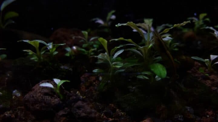 容易的低光水族馆植物，水爱好者应该知道!188金宝慱亚洲体育
