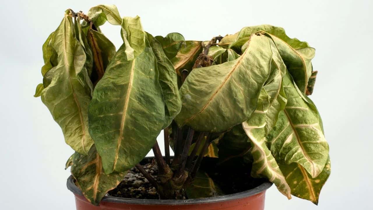 7-good-reasons-why-your-plants-are-not-growing