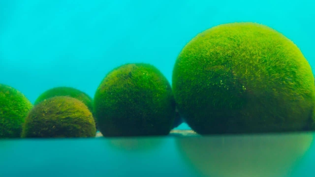 马里莫苔藓球最好的水生植物初学者