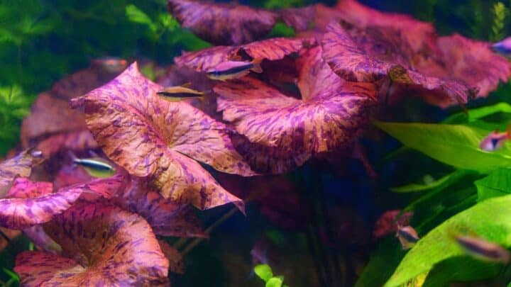 你可以拥有的12种最好的彩色水族馆植物188金宝慱亚洲体育
