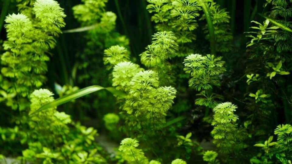 The 13 Best Fast Growing Aquarium Plants - The Best Fast Growing Aquarium Plants 960x540