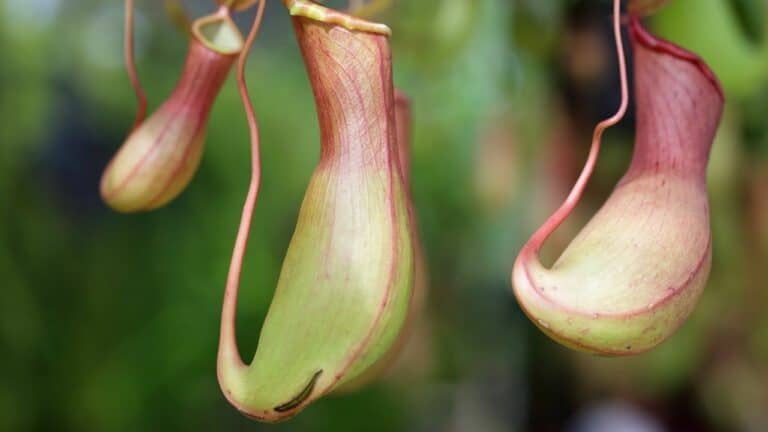 11 Easy to Grow Carnivorous Plants — Whoah!