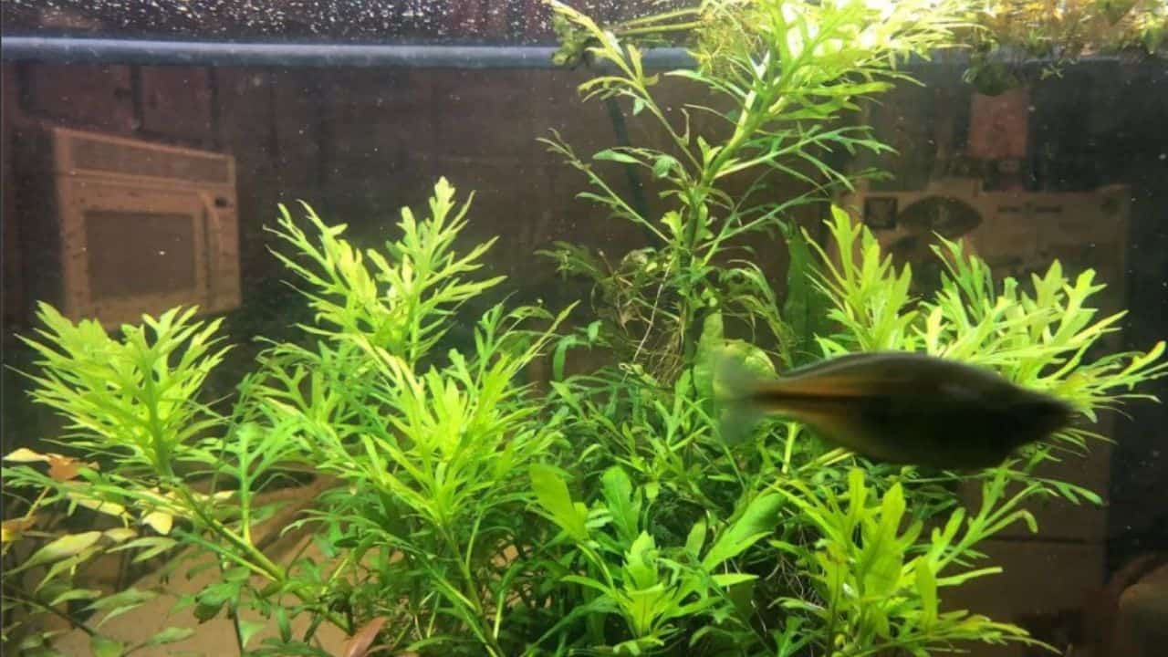 水紫藤容易浮动水族馆植物188金宝慱亚洲体育