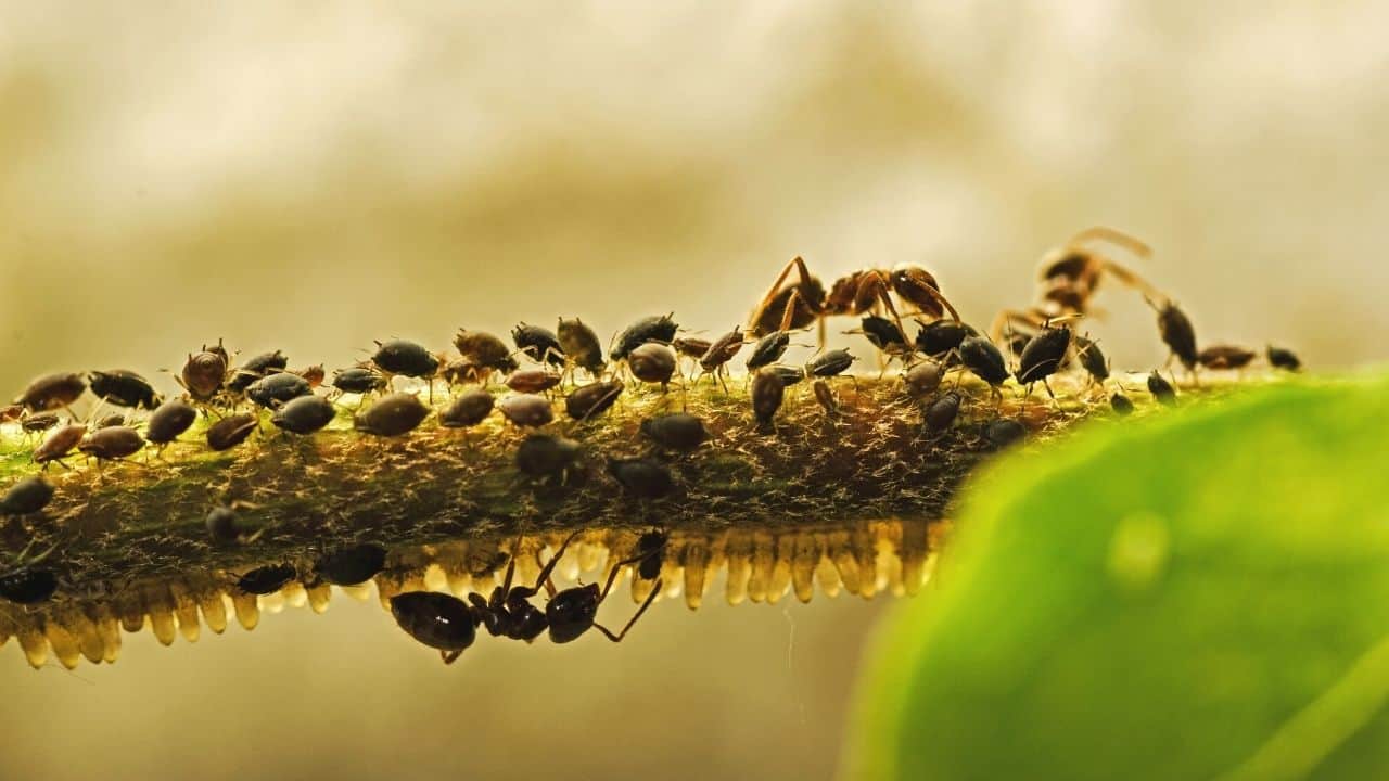 Ants Drinking Honeydew from Aphids