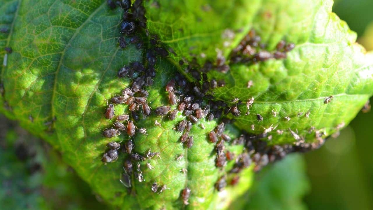 Aphids on Leaves
