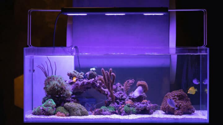 Can LED Lights Grow Aquarium Plants? The Definite Answer