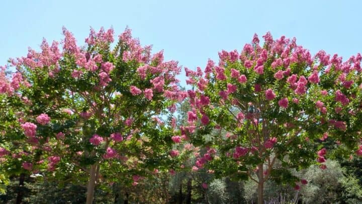 Crepe Myrtle Care Guide – How To Grow This Tree Like A Pro