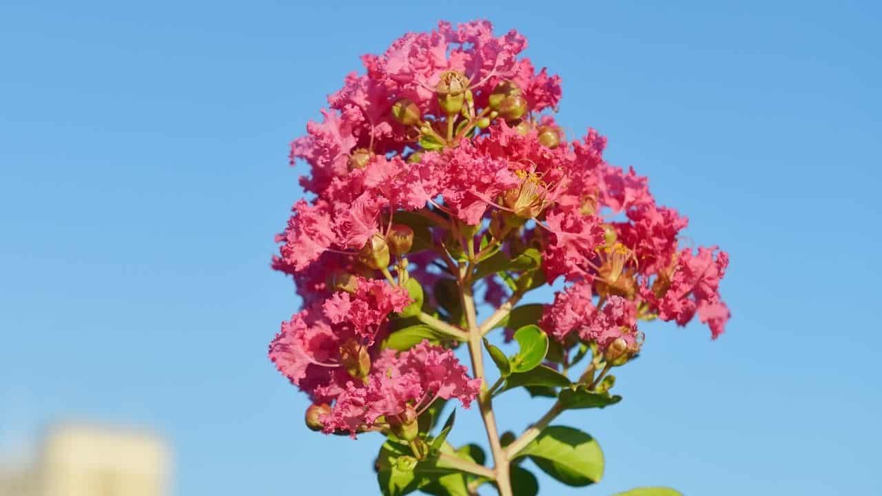 Crepe Myrtle Thriving in Sunny Areas