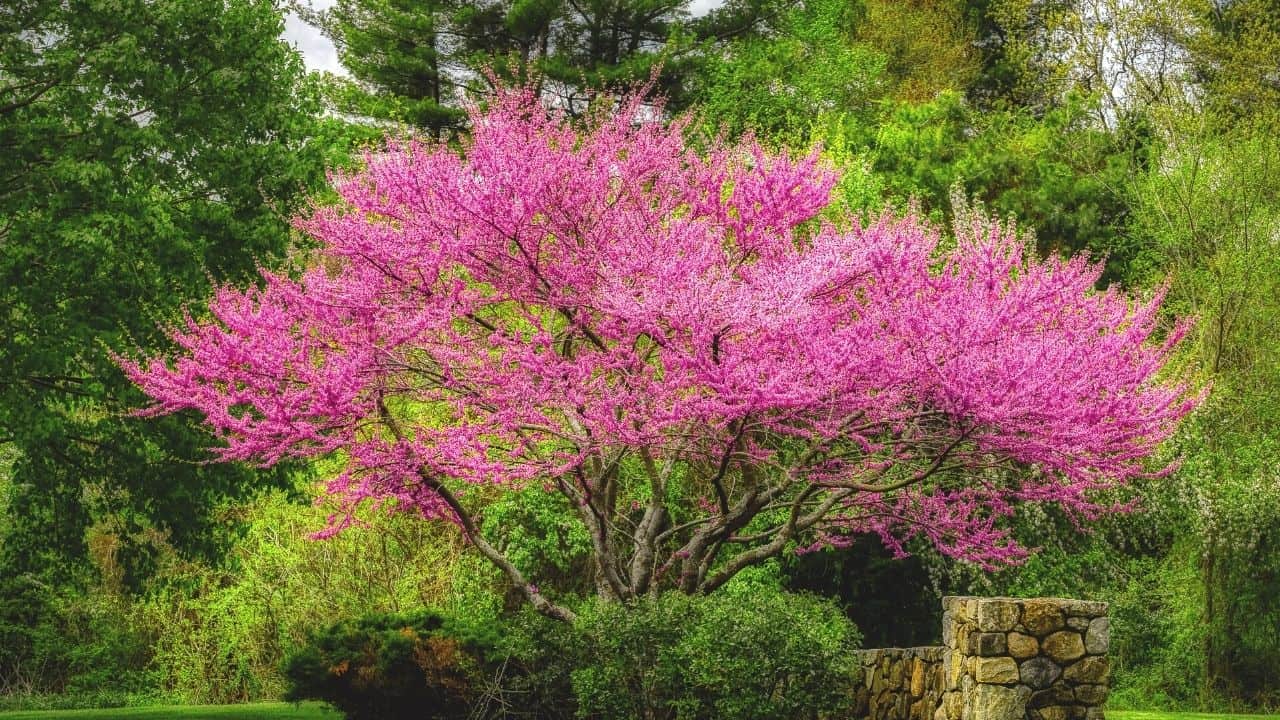 东紫荆树
