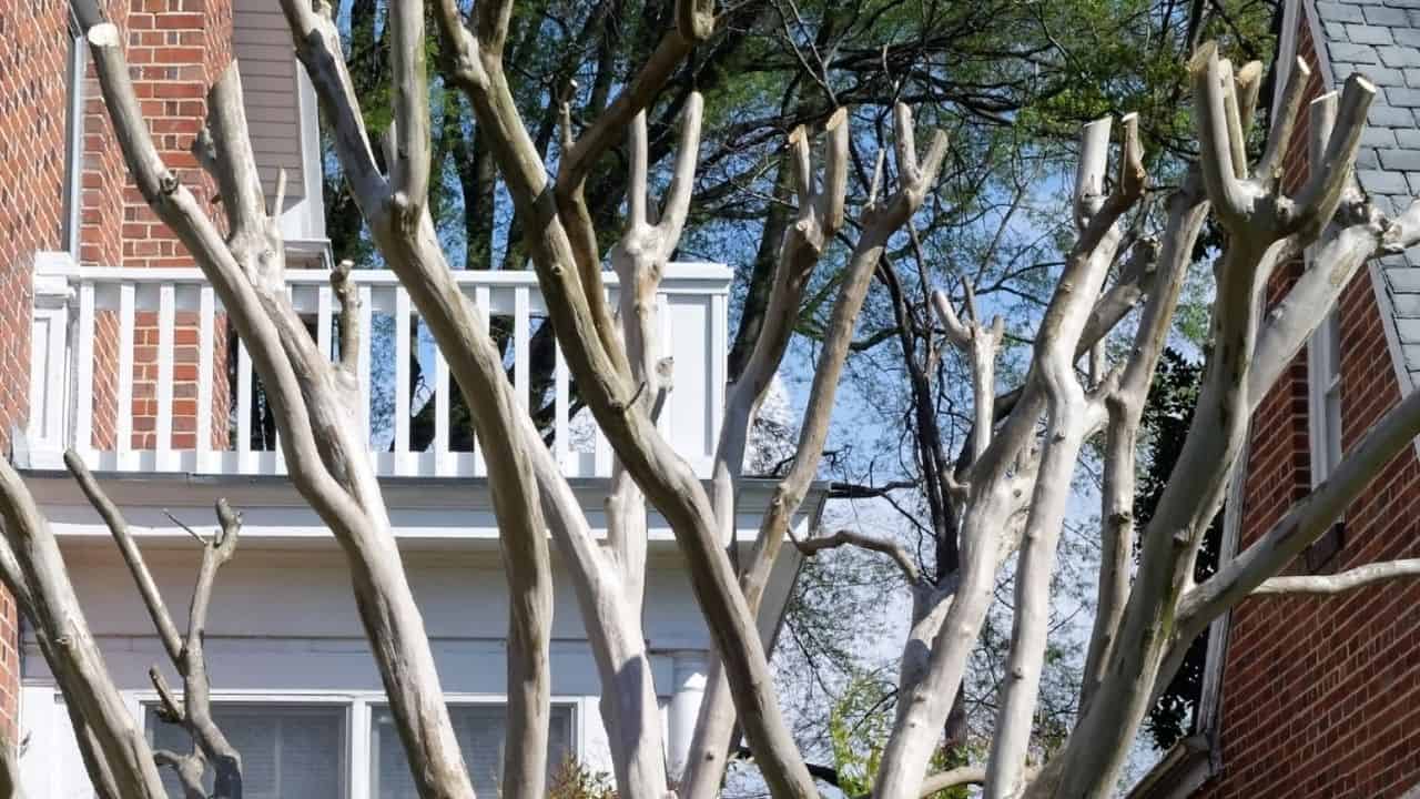 Extremely Pruned Crepe Myrtle