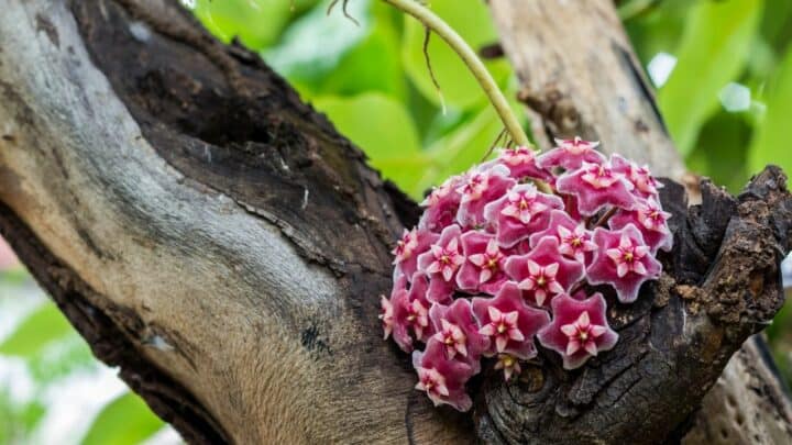 Get a Hoya Plant to Bloom With These Incredible Tips!