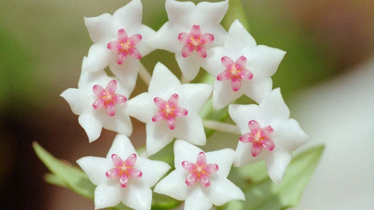 Get a Hoya Plant to Bloom