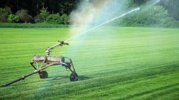 How Long Do You Water After Planting Grass? Let’s See!