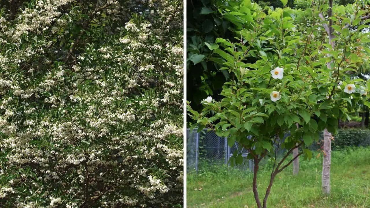 Japanese Snowbell Tree and the Japanese Stewartia