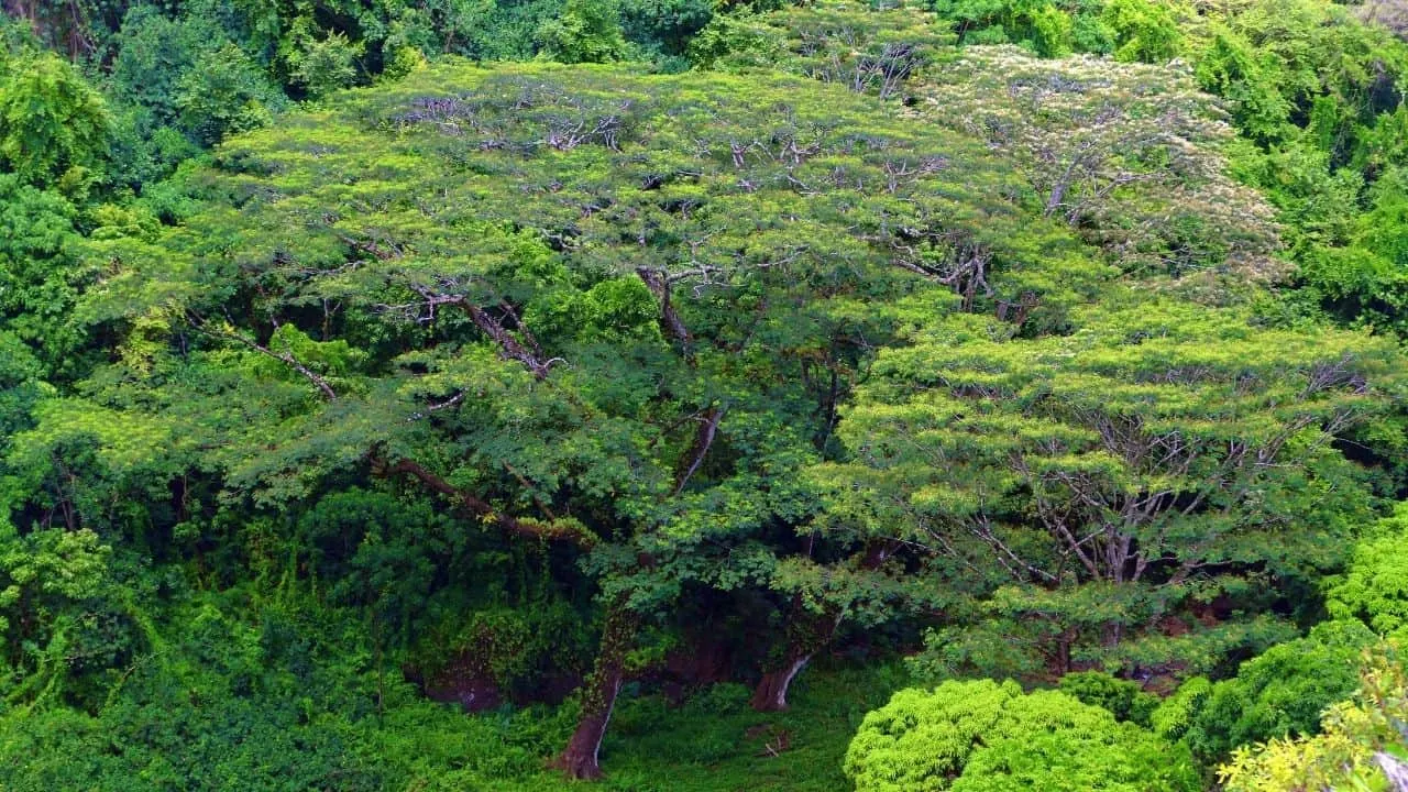 Koa Tree