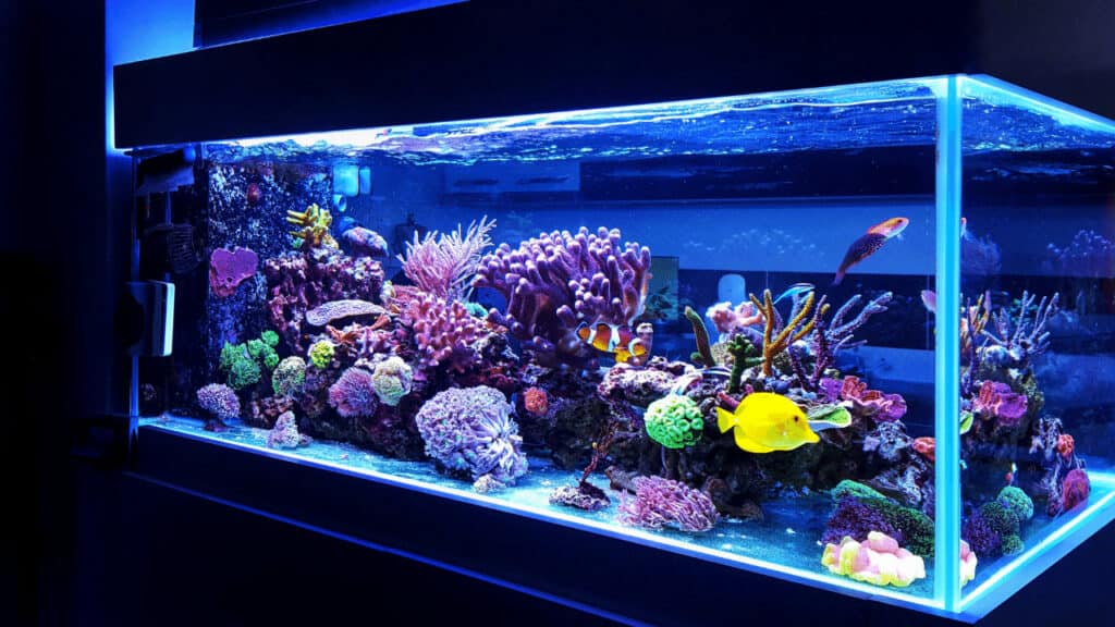 LED lights work great for aquarium plant growth