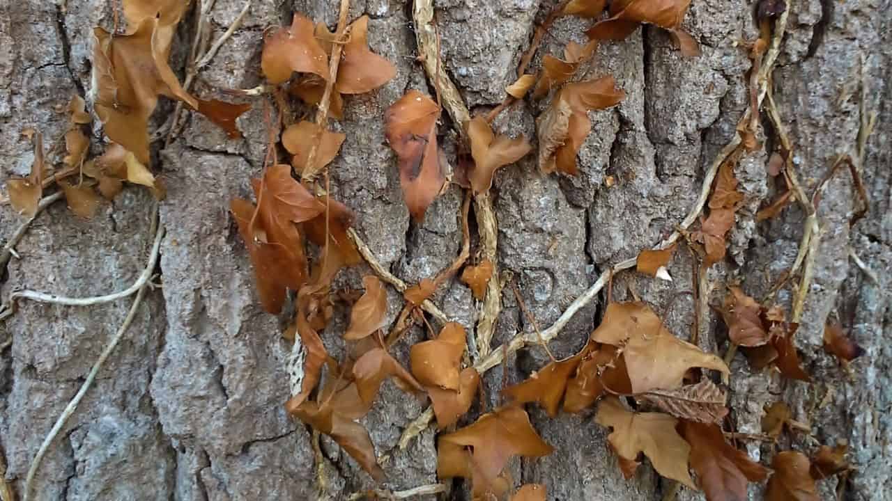 Leaves Turn Brown and Fall off the Ivy